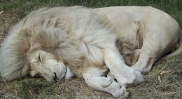 Sleeping Lion