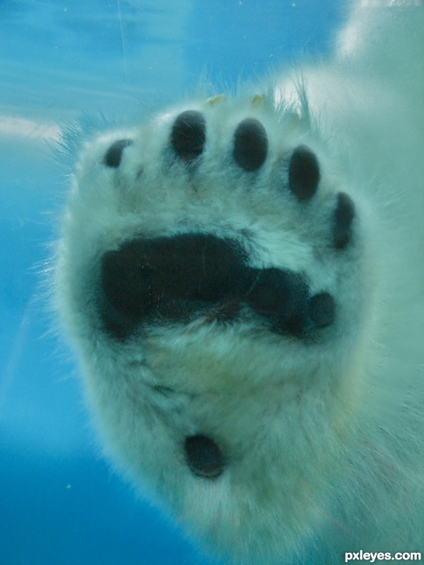 White bear in the water