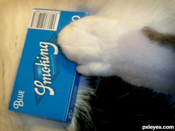 blue paw