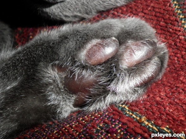 cat paw