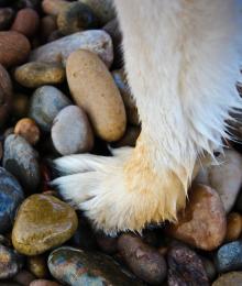 Pebble Polishing