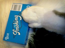 blue paw