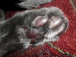 cat paw