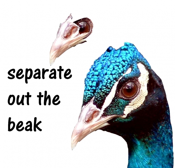 Creation of The Blue Aye Aye: Step 3