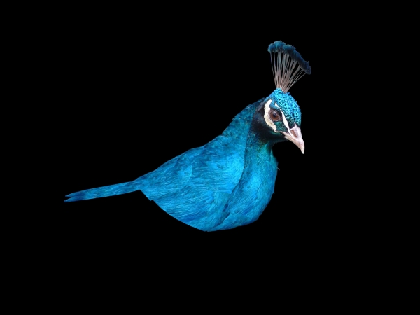 Creation of Peabird: Step 1