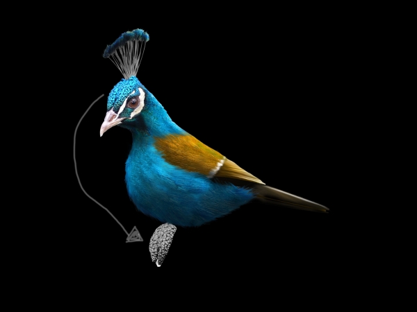 Creation of Peabird: Step 3