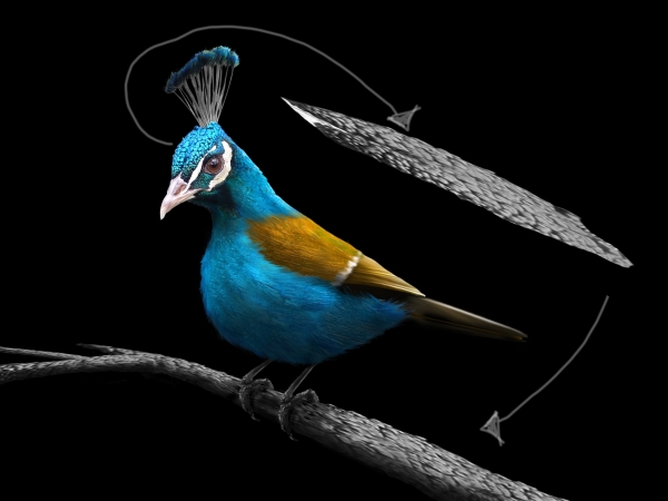 Creation of Peabird: Step 5