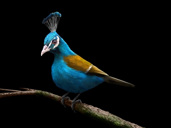 Creation of Peabird: Step 6