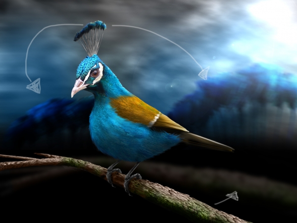 Creation of Peabird: Step 8