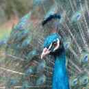 peacock photoshop contest