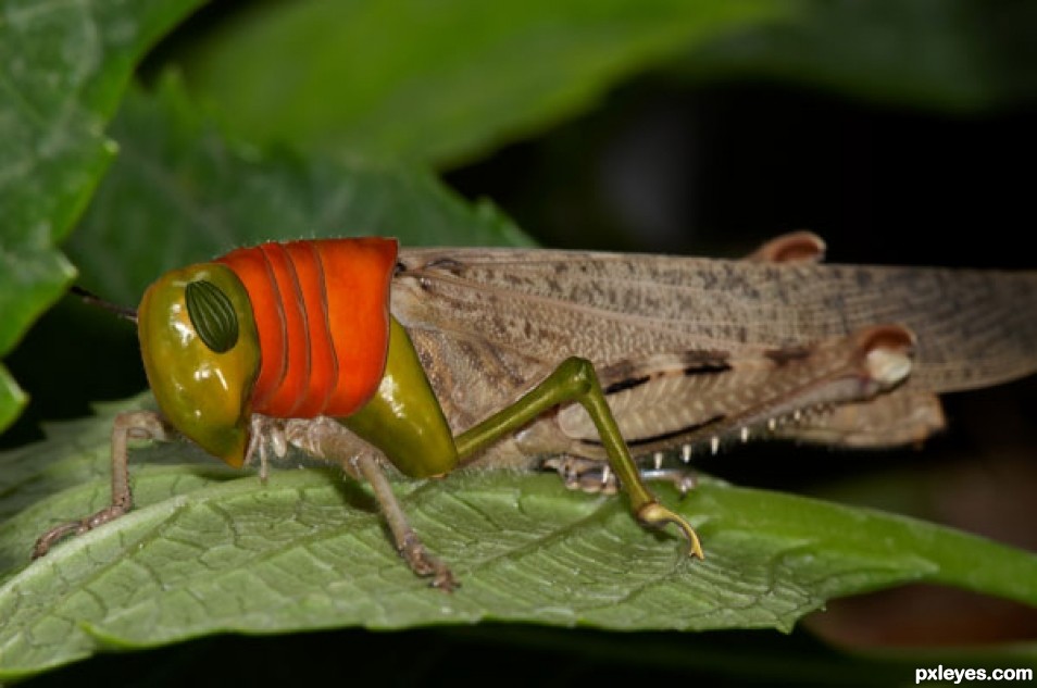 Creation of Red Legged Hopper: Step 1