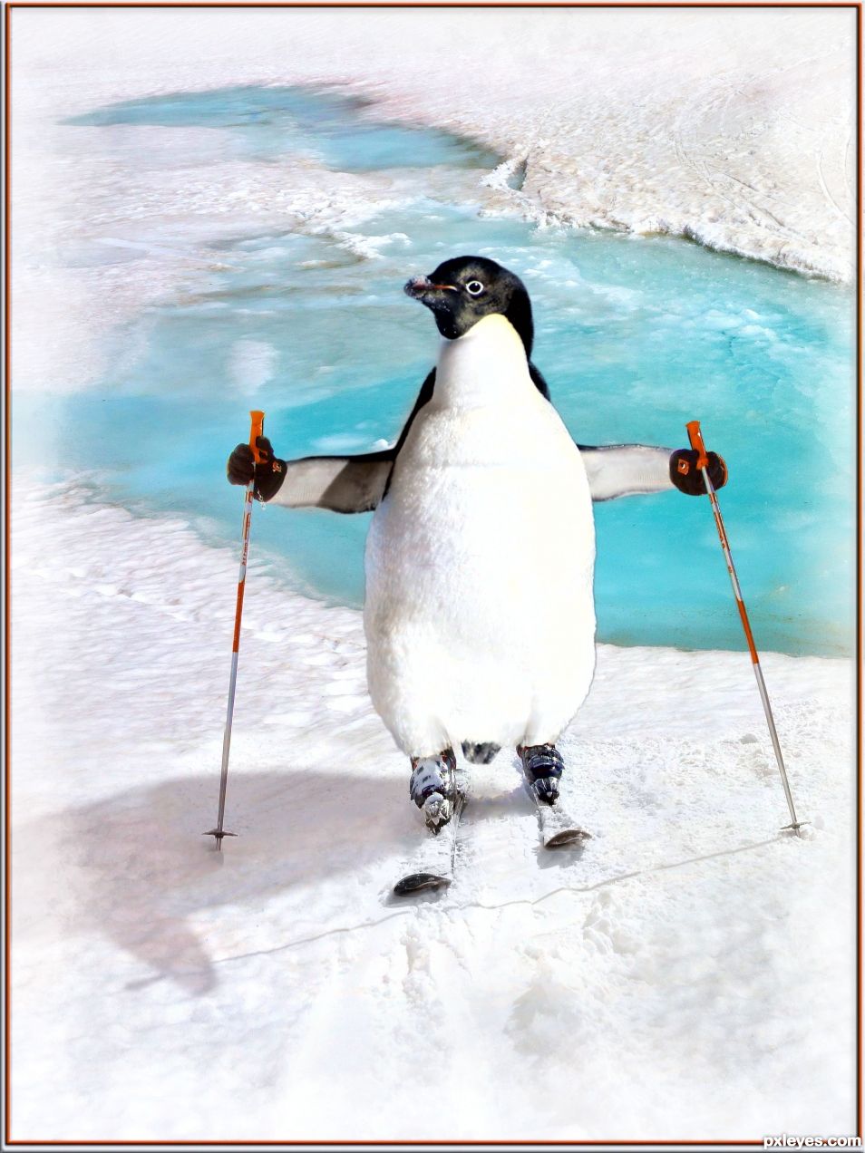 Skiing Penguin