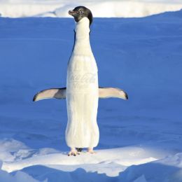 IcyPenguinCola