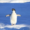 penguin photoshop contest