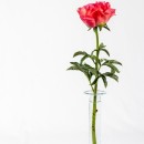 peony source image