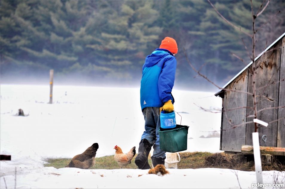 Feed Those Chickens!