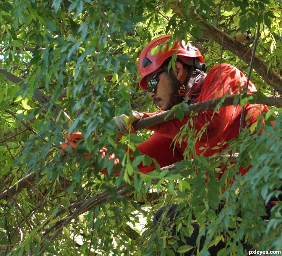 Arborist