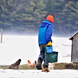 FeedThoseChickens