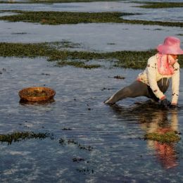 HarvestingSeaweed