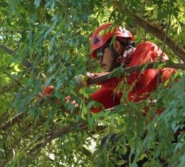 Arborist