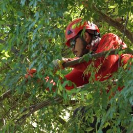 Arborist