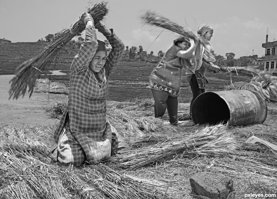 Harvest Time