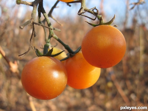 late tomatoes