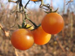 late tomatoes