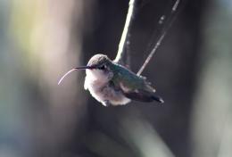 Hummingbird Tongue Picture