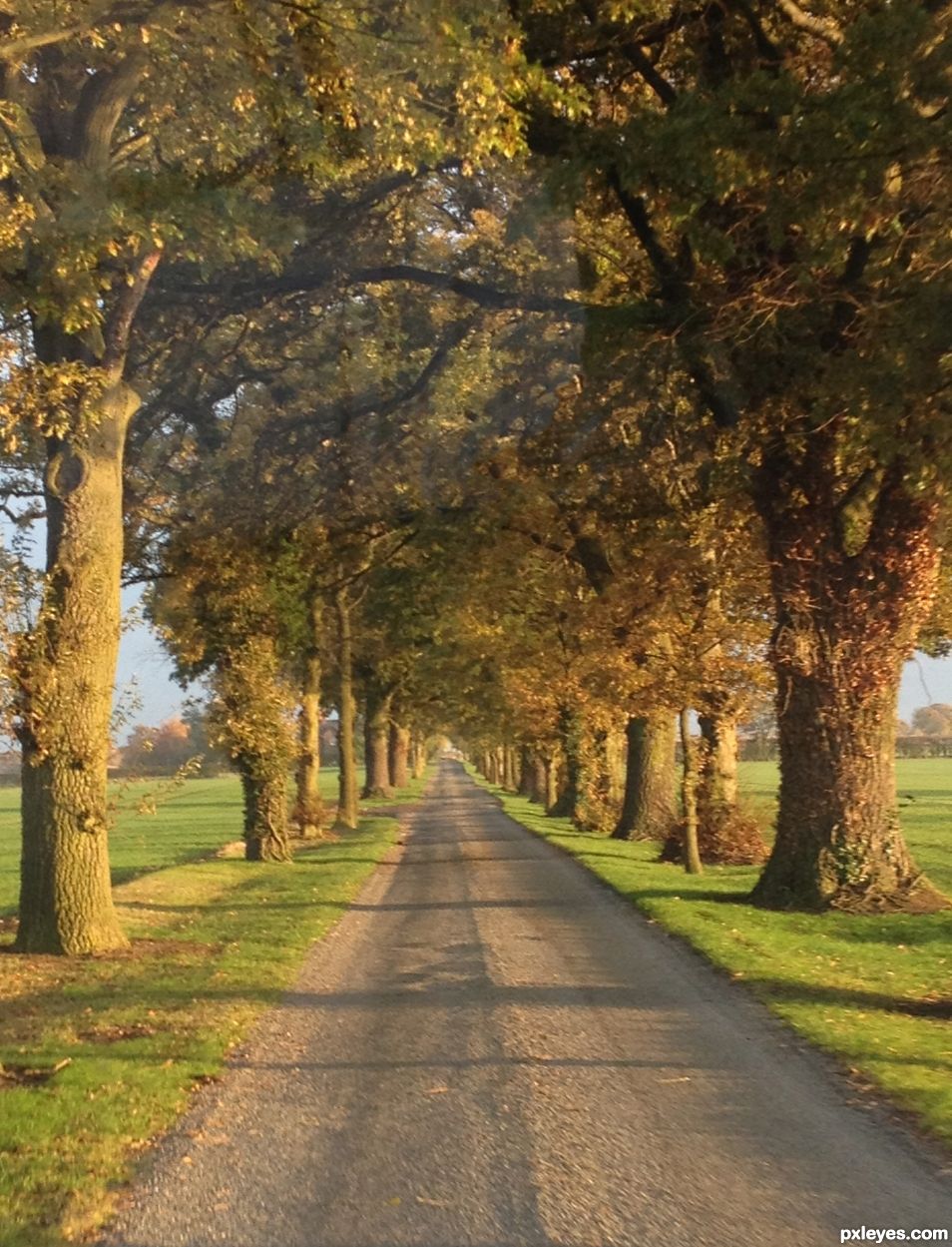 The Long Driveway