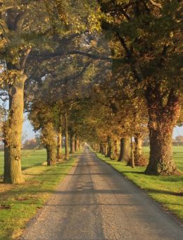 The Long Driveway