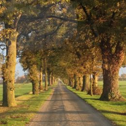 The Long Driveway Picture