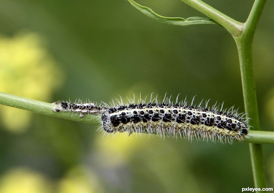 Caterpillar family