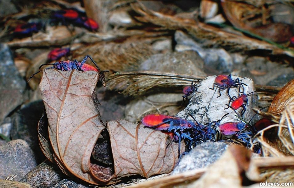 Teenage June Stink Bug Beetles