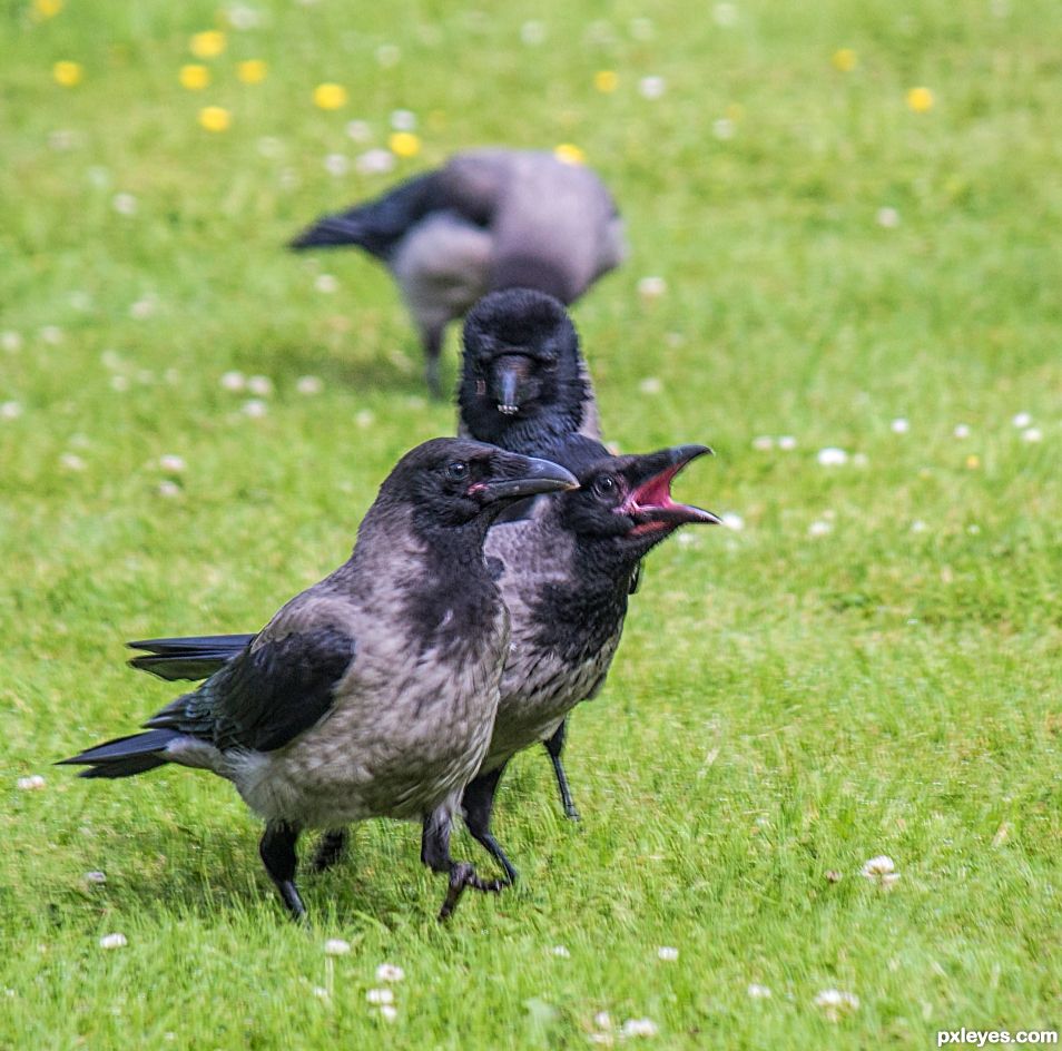 I find these birds, quite scary