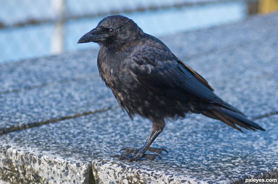 Crow