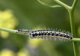 Caterpillar family