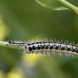 Caterpillarfamily