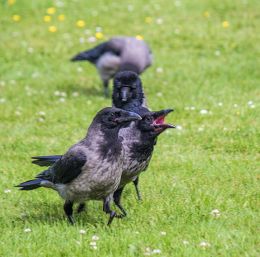 I find these birds, quite scary