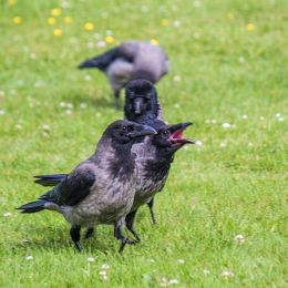 Ifindthesebirdsquitescary