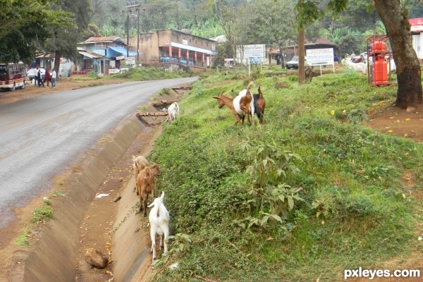 People who let their goats run free