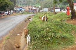 People who let their goats run free