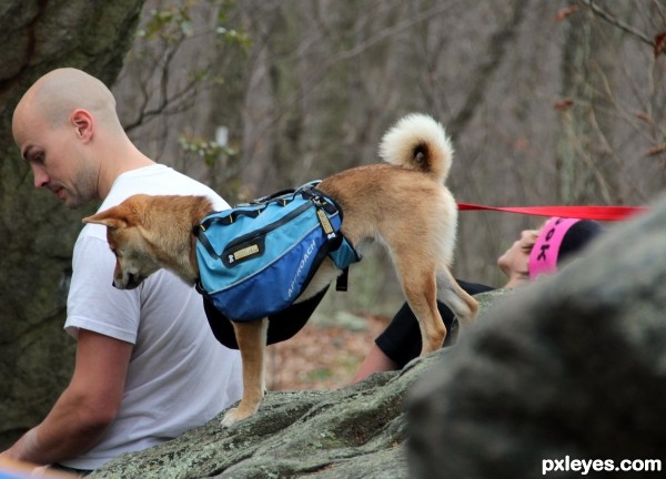 A Climbers Dog