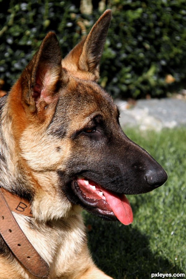 German shepherd