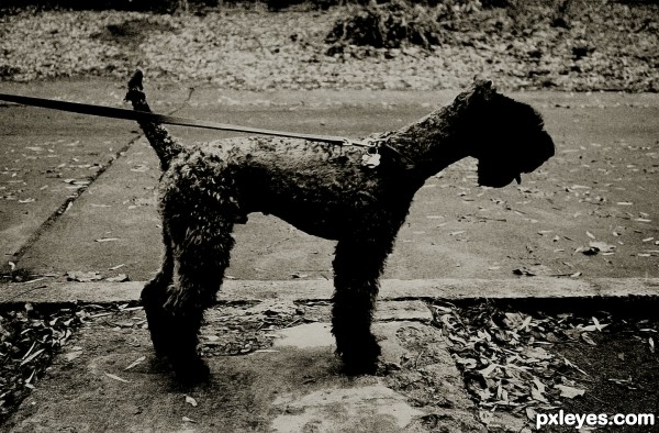 Kerry Blue Terrier