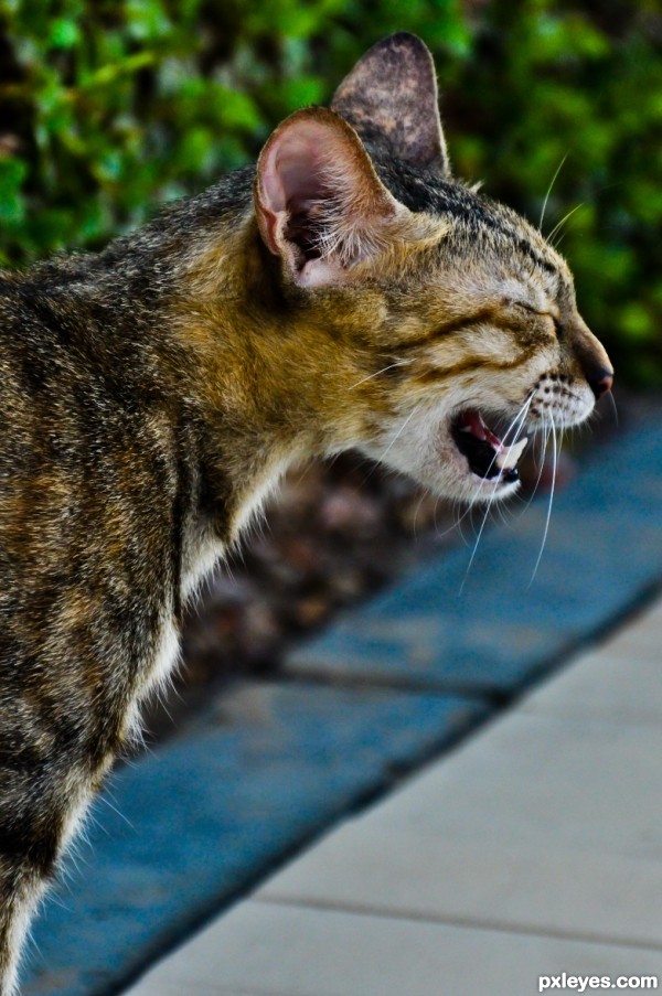 Yawning Cat