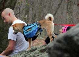 A Climbers Dog