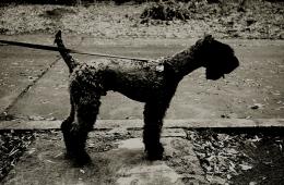 Kerry Blue Terrier