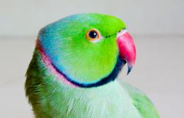 ma Parrot Picture