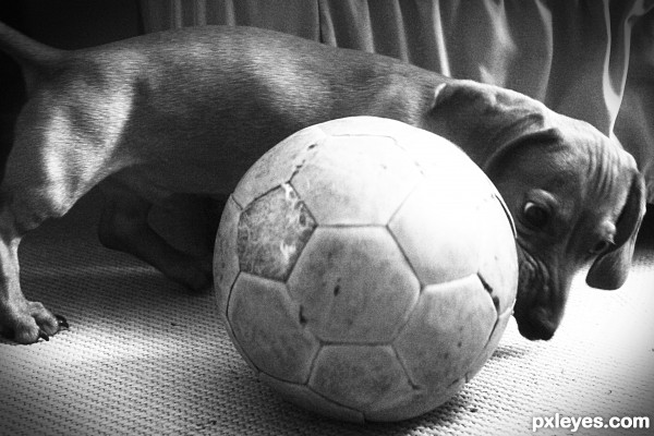 Dog football
